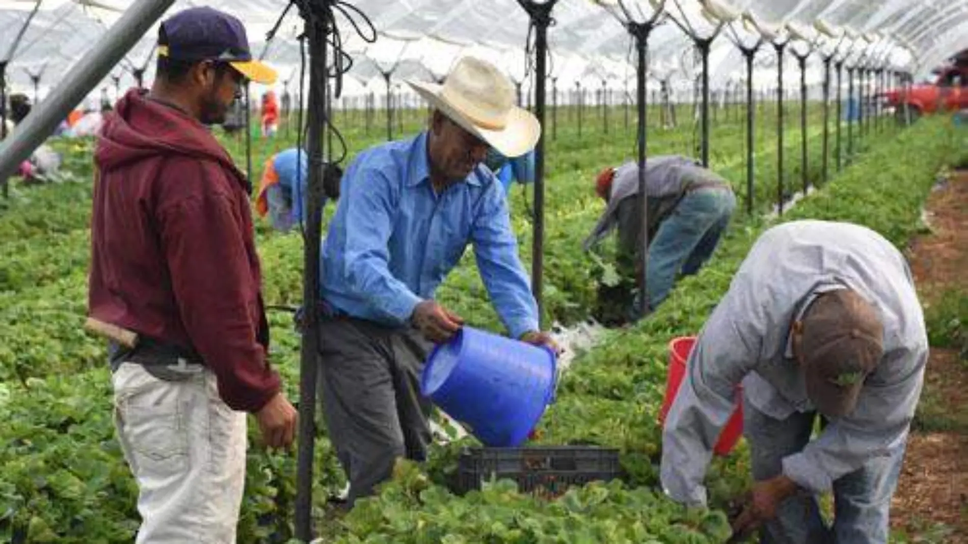 cultivo de fresa OK